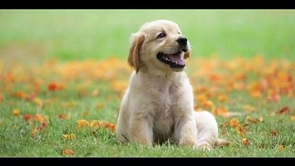 Viral Video_ महज 13 सेकेंड में कुत्ता बन गया हाथी, सोशल मीडिया पर वायरल हुआ वीडियो