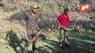 14ft Long Burmese Python Rescued By Forest Officials In Siliguri
