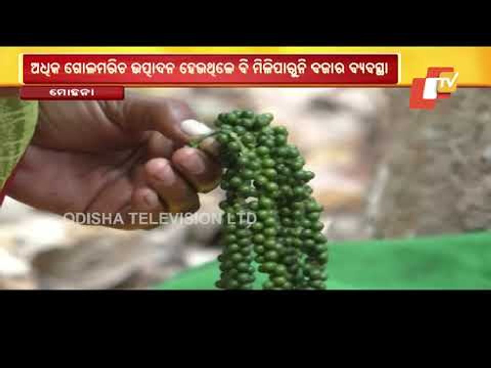 Story Of A Successful Black Pepper Farmer In Gajapati