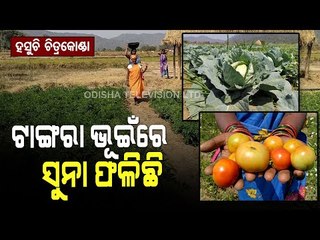 Special Story | Villagers In Chitrakonda Become Self-Reliant With Vegetable Farming
