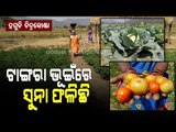 Special Story | Villagers In Chitrakonda Become Self-Reliant With Vegetable Farming