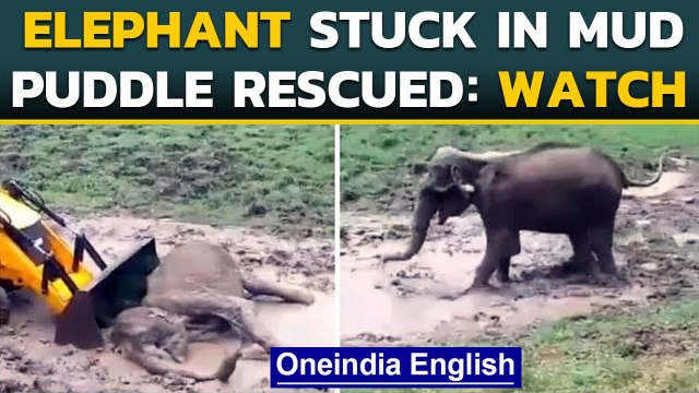Elephant rescued from mud puddle at Bandipur Tiger Reserve, video goes viral| Oneindia News