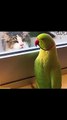 Talking Parrot Trying To Play Hide & Seek With Cat