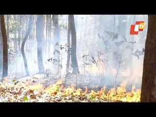 Forest Officials Try To Douse Similipal Wildfire