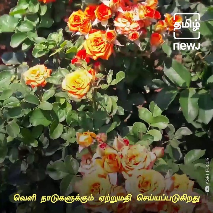 Tonnes Of Rose Flowers Thrown At Roads Due To Low Prize At Krishnagiri