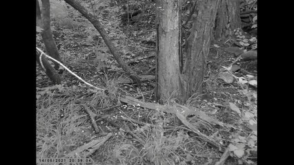 FAUNE SAUVAGE LE 14 MAI 2021