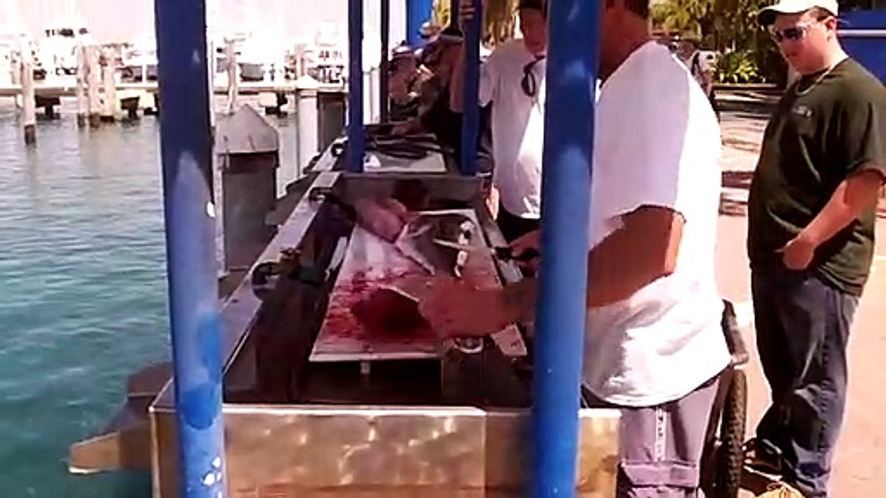 Tous ces poissons attendent d'être nourris sous la poissonnerie du port de Singer Island