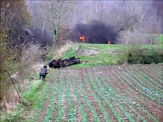 Des dizaines de sangliers débarquent au mauvais endroit au mauvais moment