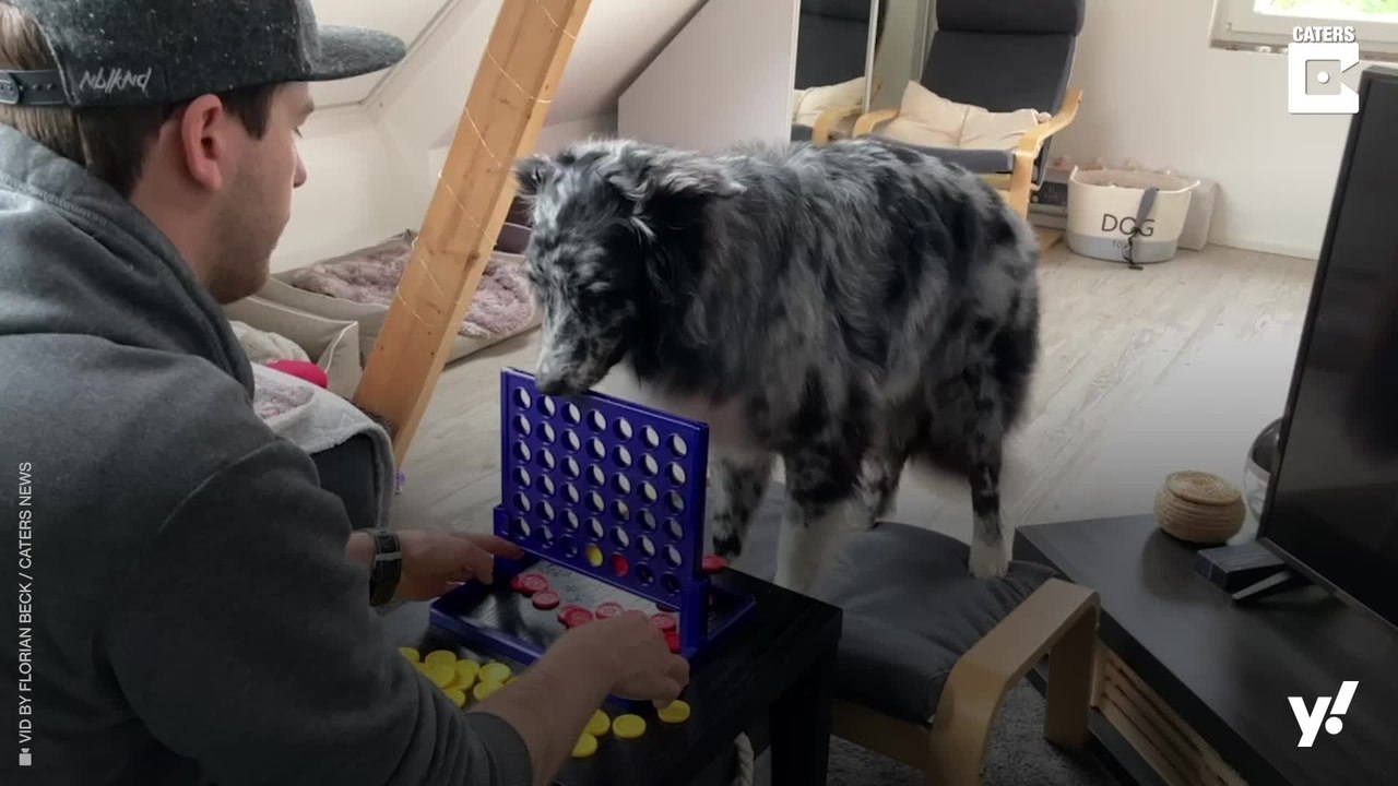 Mit diesem klugen 4-Beiner ist der Spieleabend gerettet