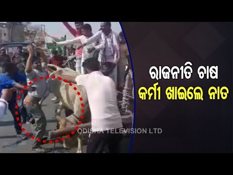 News Fuse- Bull Kicks Off Congress Worker During A Rally