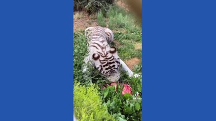 Tiger Of Tiktok | Cute And Funny Animal Video Compilation 
