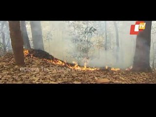 Mayurbhanj Queen, Princess Pitch In To Douse Similipal Wildfire