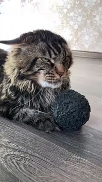 Ce chat n'est pas du tout prêt à prêter sa balle