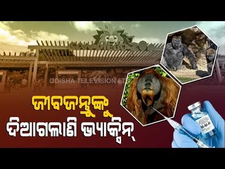 9 Great Apes Get COVID Vaccinations At San Diego Zoo