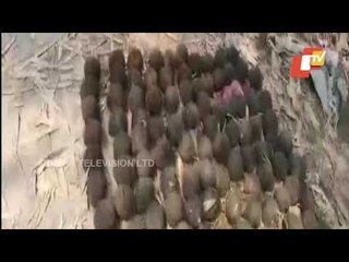 Télécharger la video: 200 Crude Bombs Recovered From Bamboo Garden In West Bengal