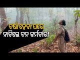 Forest Guard Dances As Rain Comes To Rescue Of Wildfire Ravaged Similipal