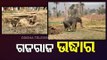 Elephant Calf Rescued From Well After 8Hr Operation In Angul