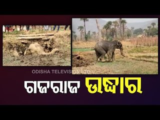 Elephant Calf Rescued From Well After 8Hr Operation In Angul