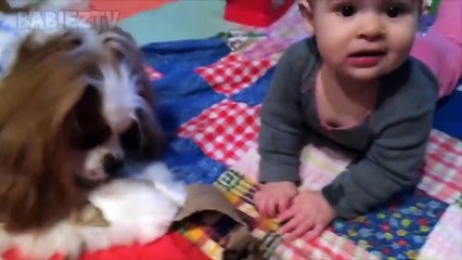 Video herunterladen: Bébés drôles jouant avec des chiens et des chats - Chiens et chats drôles - Bébés drôles - Vidéos Tiktok