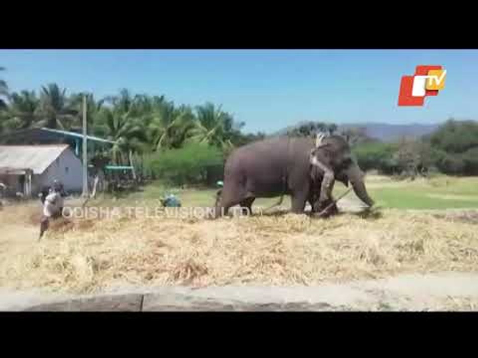 Elephant Used For Threshing In Madurai