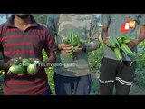 Agricultural Students In Karnataka Grow Varieties Of Crops On 1 Acre Land