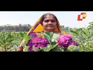 Woman SHG Grows Colourful Cauliflower & Cabbage In Odisha