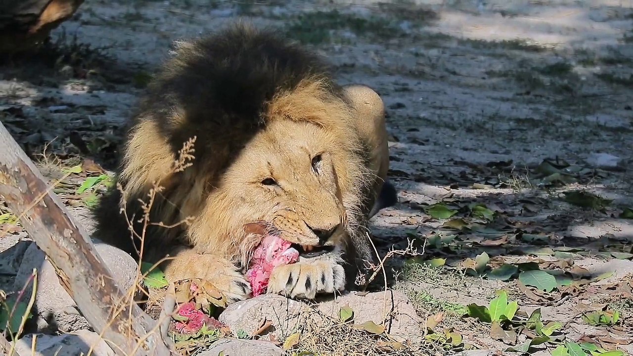 El león
