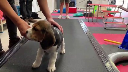 7 week old Beagle puppy having fun