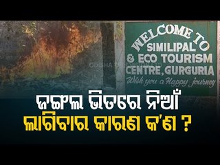 Similipal Forest Fire | Rain Brings Flames Partially Under Control