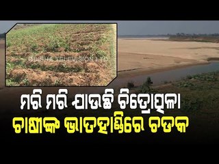 Special Story | Dried Chitrotpala River A Sorrow For Jagatsinghpur - OTV Report
