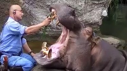 Yeryüzünün en büyük ağzının dişleri bakın nasıl temizleniyor!