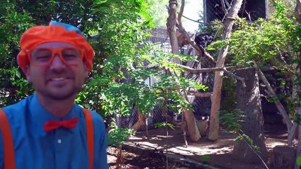 Blippi visita un zoológico (Phoenix Zoo) | Videos educativos de animales