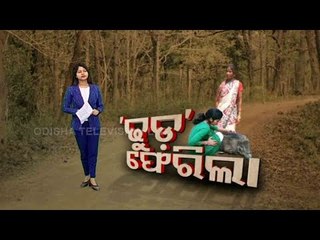 Seized 'Pet' Wild Boar's Homecoming - OTV Discussion