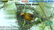 Listen Bird's Nest Music While Watching Birds knitting Their Nests