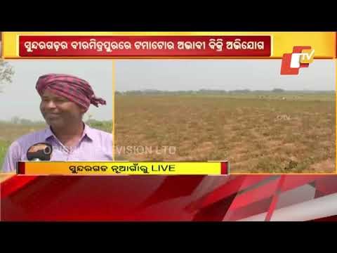 Tomatoes Farmers Suffer Loss Due To Lack Of Cold Storage & Distress Sale