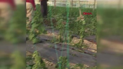 ANTALYA'DA HORTUM SERAYA ZARAR VERDİ