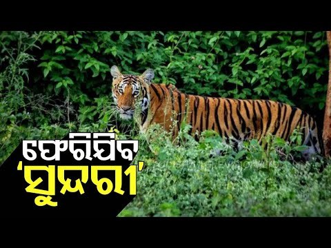 Tigress Sundari To Be Shifted To Kanha Tiger Reserve In Few Days