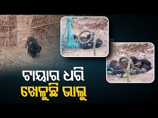 Panic Grips Locals As Bear Starys Into Keonjhar Village