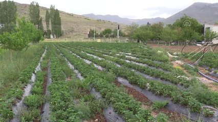 Müteahhitliği bırakıp döndüğü memleketinde çilek üretimine başladı