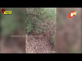Bear Menace Plagues Keonjhar