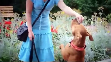 Most Powerful And Dangerous Pitbull Dogs - Pitbull Terrier