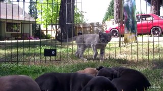 Pit Bull Growls and Snaps at Her Puppies! (in HD)