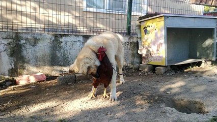 Köpek ve horozun arkadaşlığı görenleri gülümsetiyor
