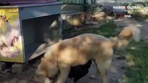 Köpek ile horozun şaşırtan oyun arkadaşlığı