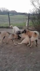 KARDES KANGAL KOPEKLERi OYUNDA - BROTHER KANGAL SHEPHERD DOGS