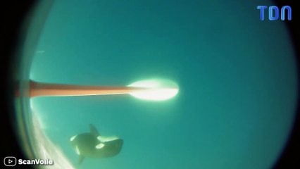 Un orque vient jouer avec le bateau des leaders de la Transat !