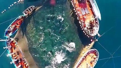 La Almadraba, la pesca tradicional del atún rojo