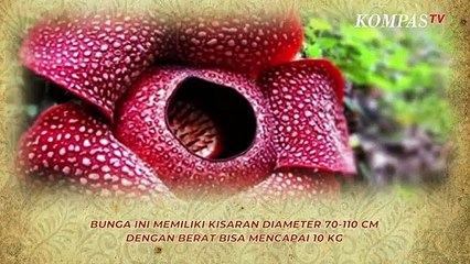 Fakta Unik Rafflesia Arnoldii, Bunga Terbesar di Dunia yang Tumbuh di Indonesia