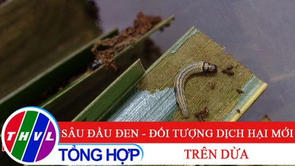 Nông nghiệp bền vững: Sâu đầu đen - đối tượng dịch hại mới trên dừa
