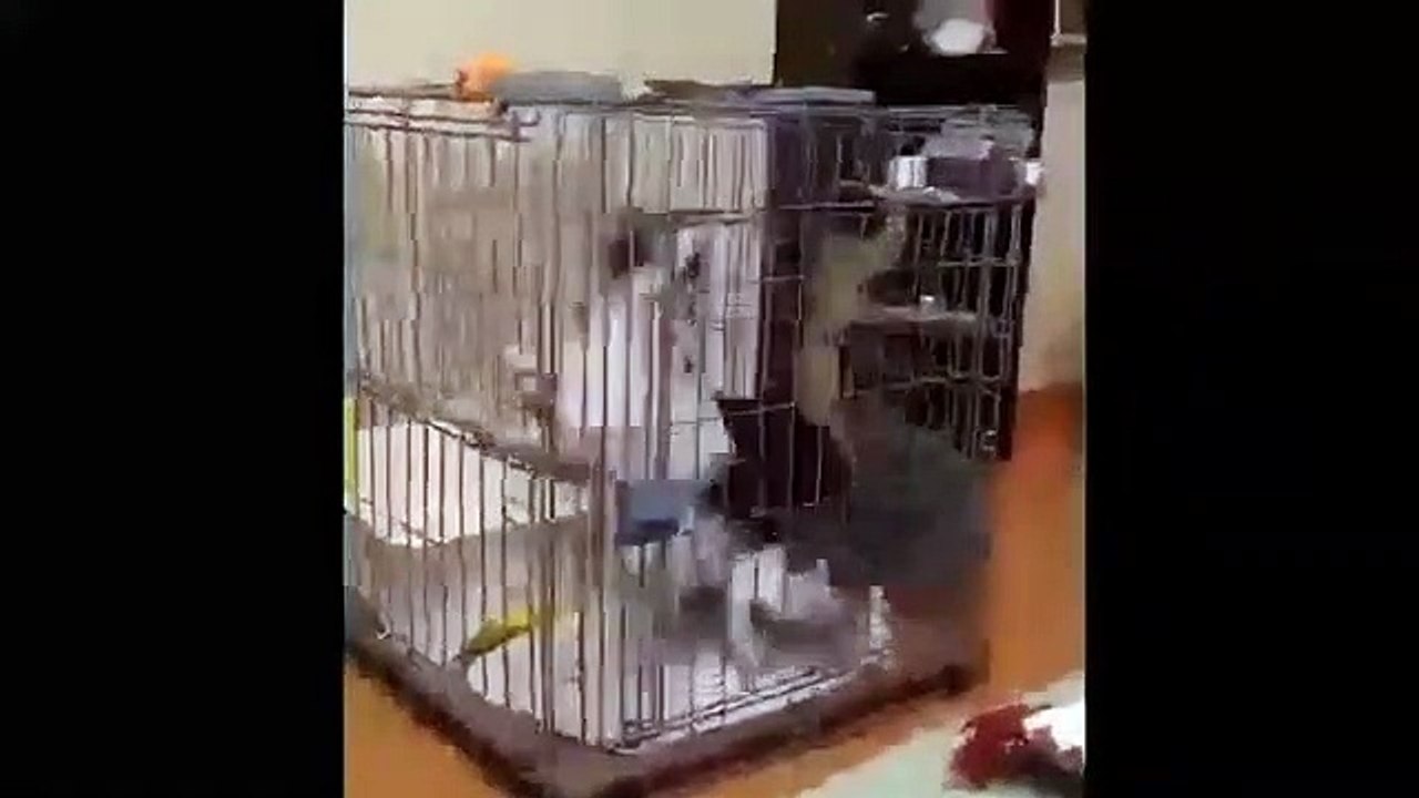 Funny video